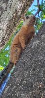 129 Eichhörnchen