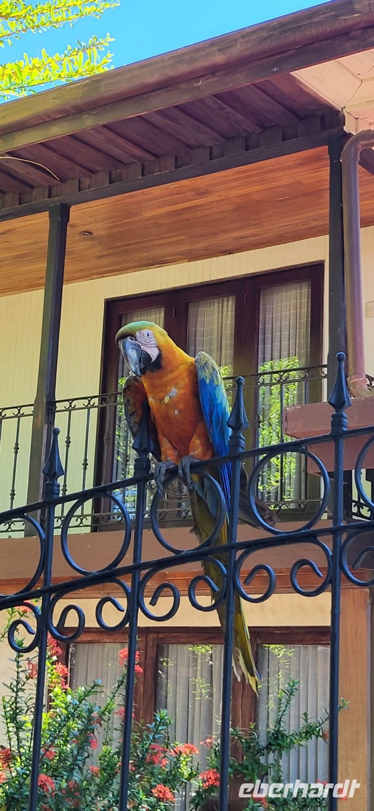 130 Aras in Limonal
