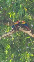 131 Aras in Limonal