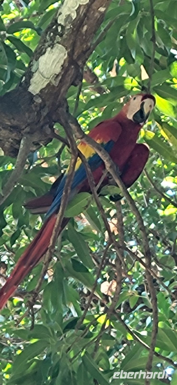 132 Aras in Limonal