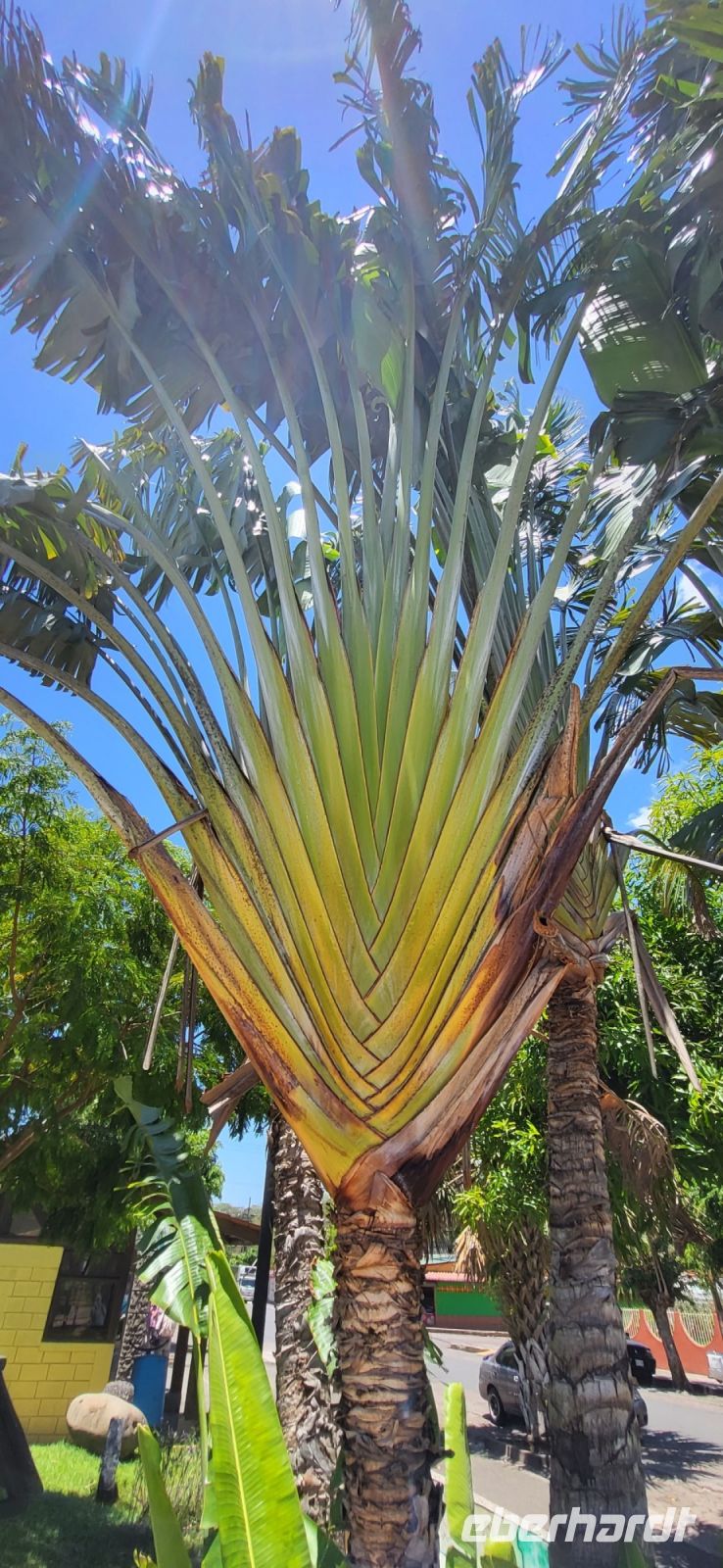 135 Fächerpalme
