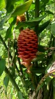 139 – Costa Rica, Finca Doña Hermida