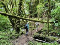 14. Tag – Im Tal von San Gerardo de Dota – Erste Wanderung durch den Hochgebirgs-Eichenwald zum Aussichtspunkt