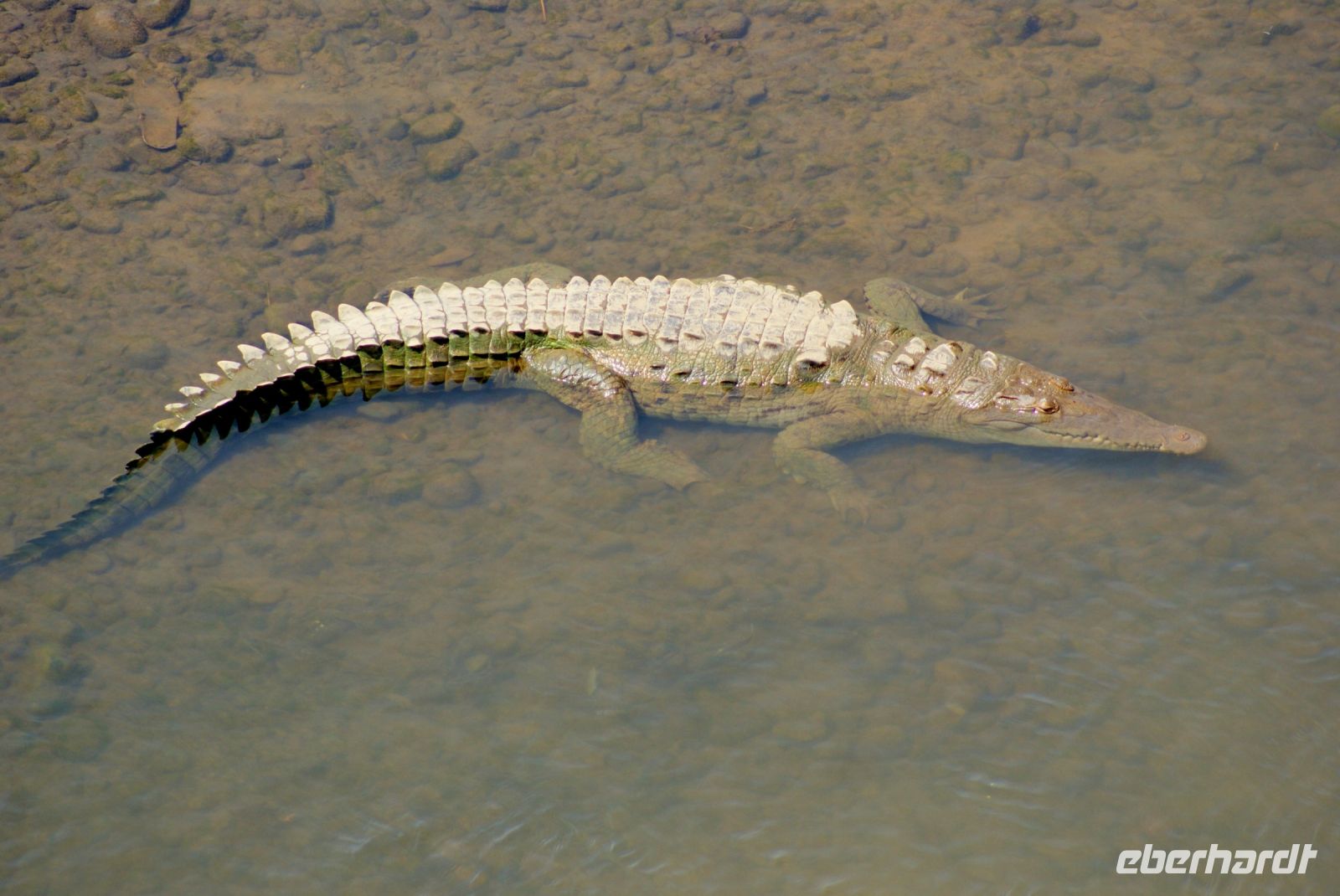 143 Krokodile