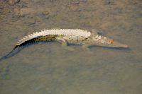 143 Krokodile