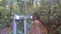 145 – Costa Rica, Monteverde Wanderung Nebelwald