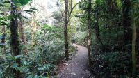 146 – Costa Rica, Monteverde Wanderung Nebelwald
