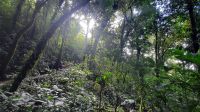 147 – Costa Rica, Monteverde Wanderung Nebelwald
