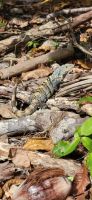 148  Besuch Manuel Antonio Nationalpark