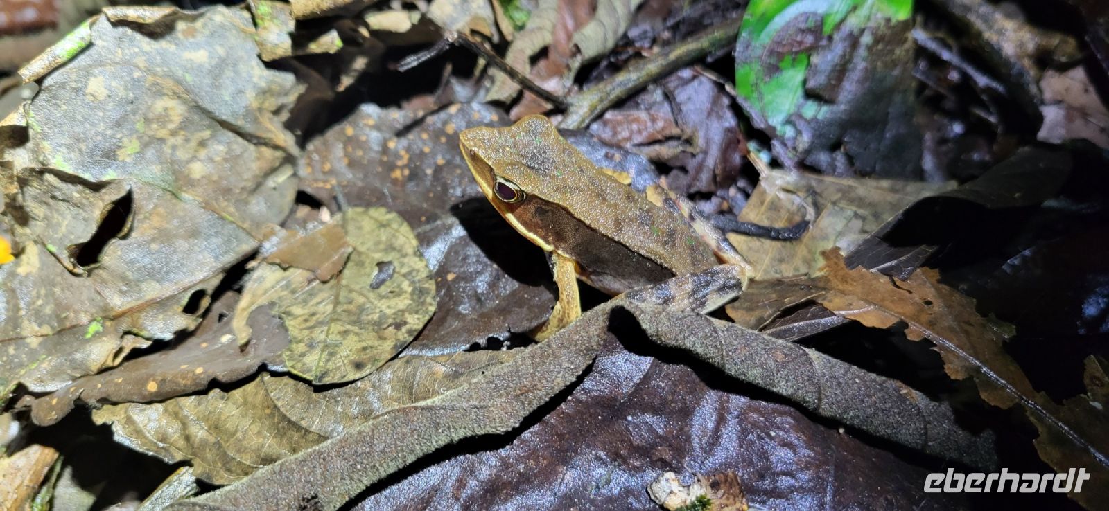 15 Froschtour