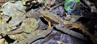 15 Froschtour
