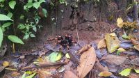151 – Costa Rica, Monteverde Wanderung Nebelwald, Tarantel