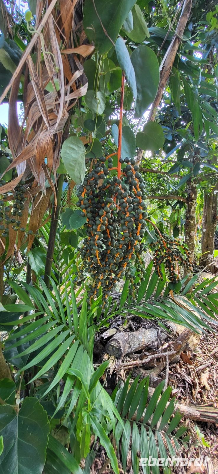 152 Papayabaum