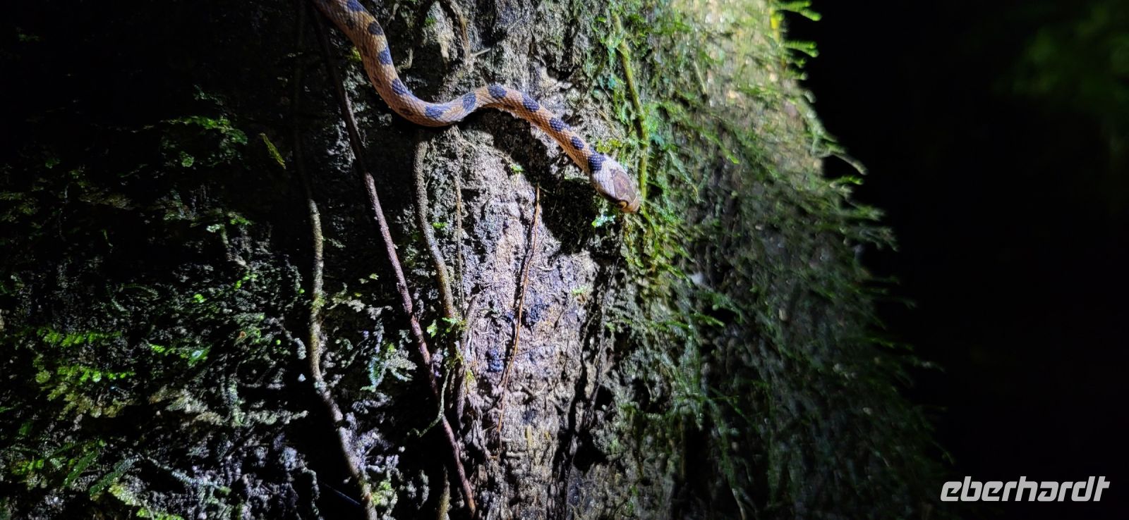 16 Froschtour