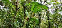 160 Wanderung durch den Nebelwald