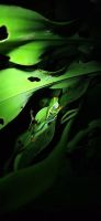17 Froschtour