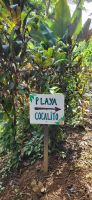 171 Wanderung zum Playa Cocalito