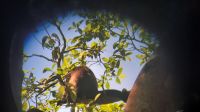 172 – Costa Rica, Nationalpark Manuel Antonio, Brüllaffe