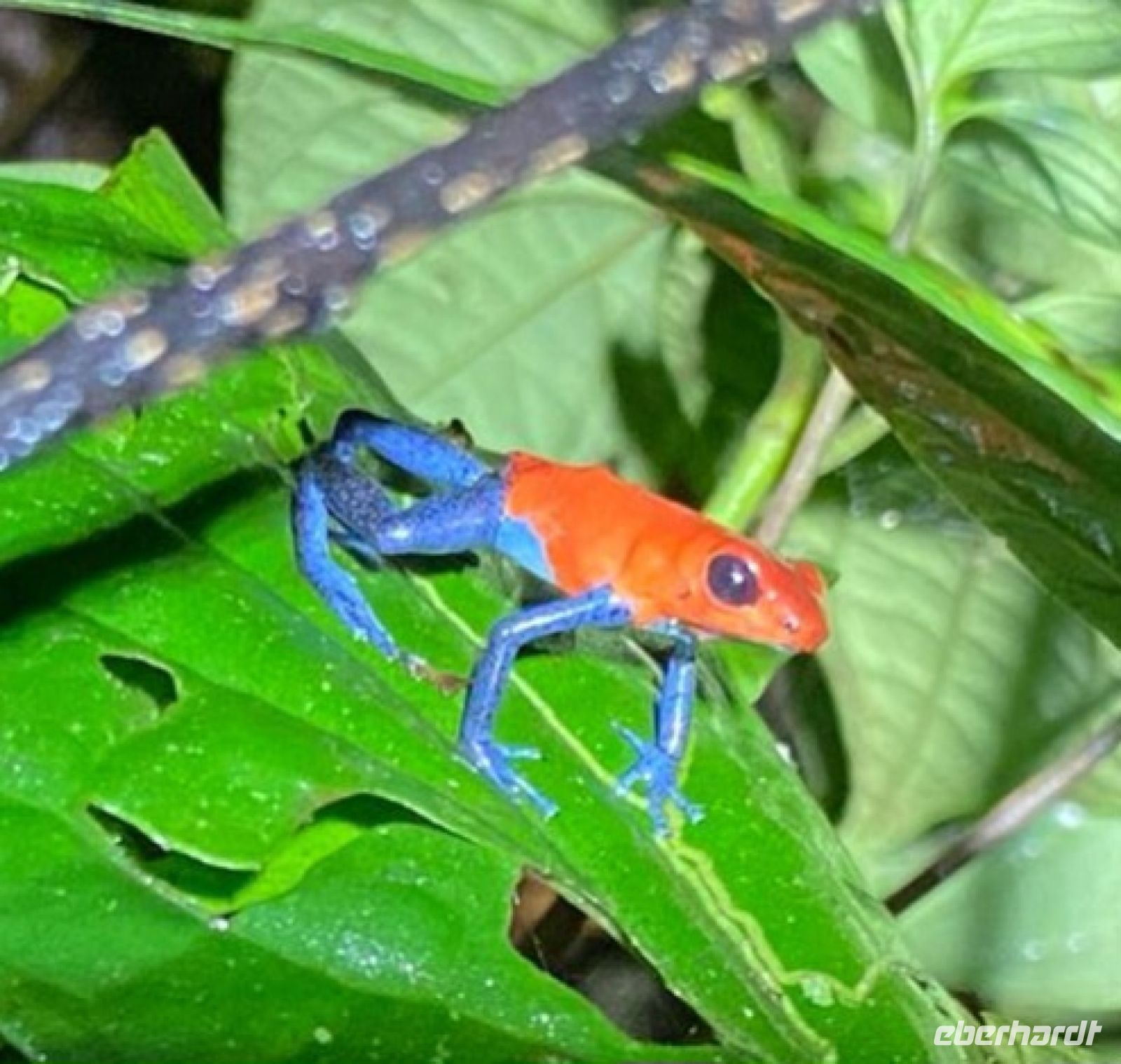 18 Froschtour