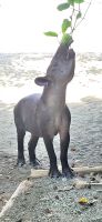 180 Tapir ist verwandt mit Pferd und Nashorn