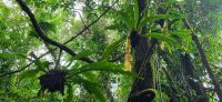 184 Corcovado Nationalpark