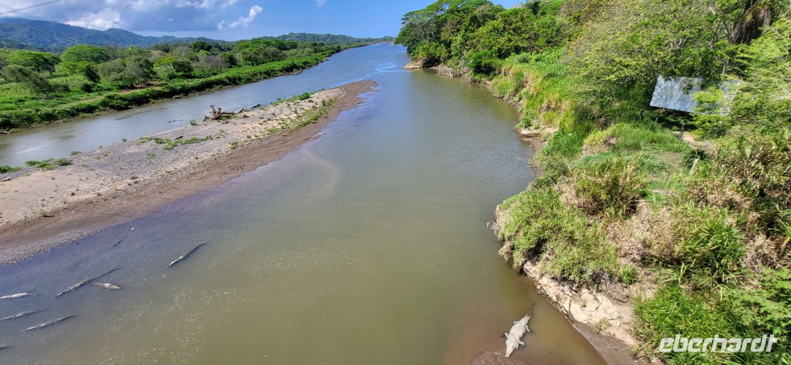 184 Krokodile im Fluss