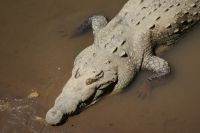 186 Krokodile