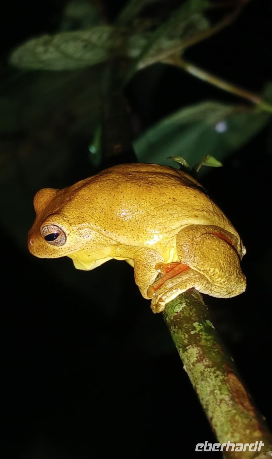 19 Froschtour