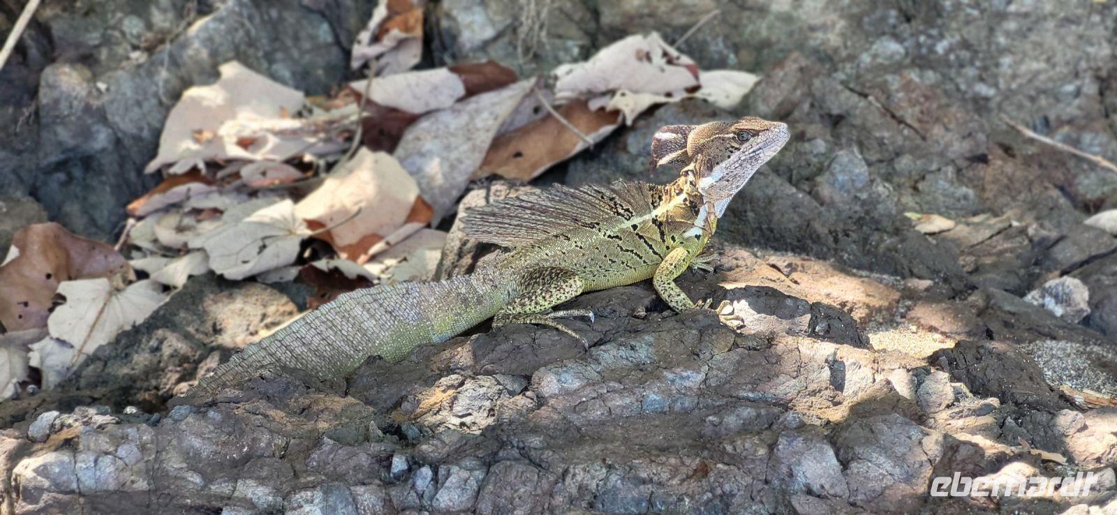 190 Basilisk Echse
