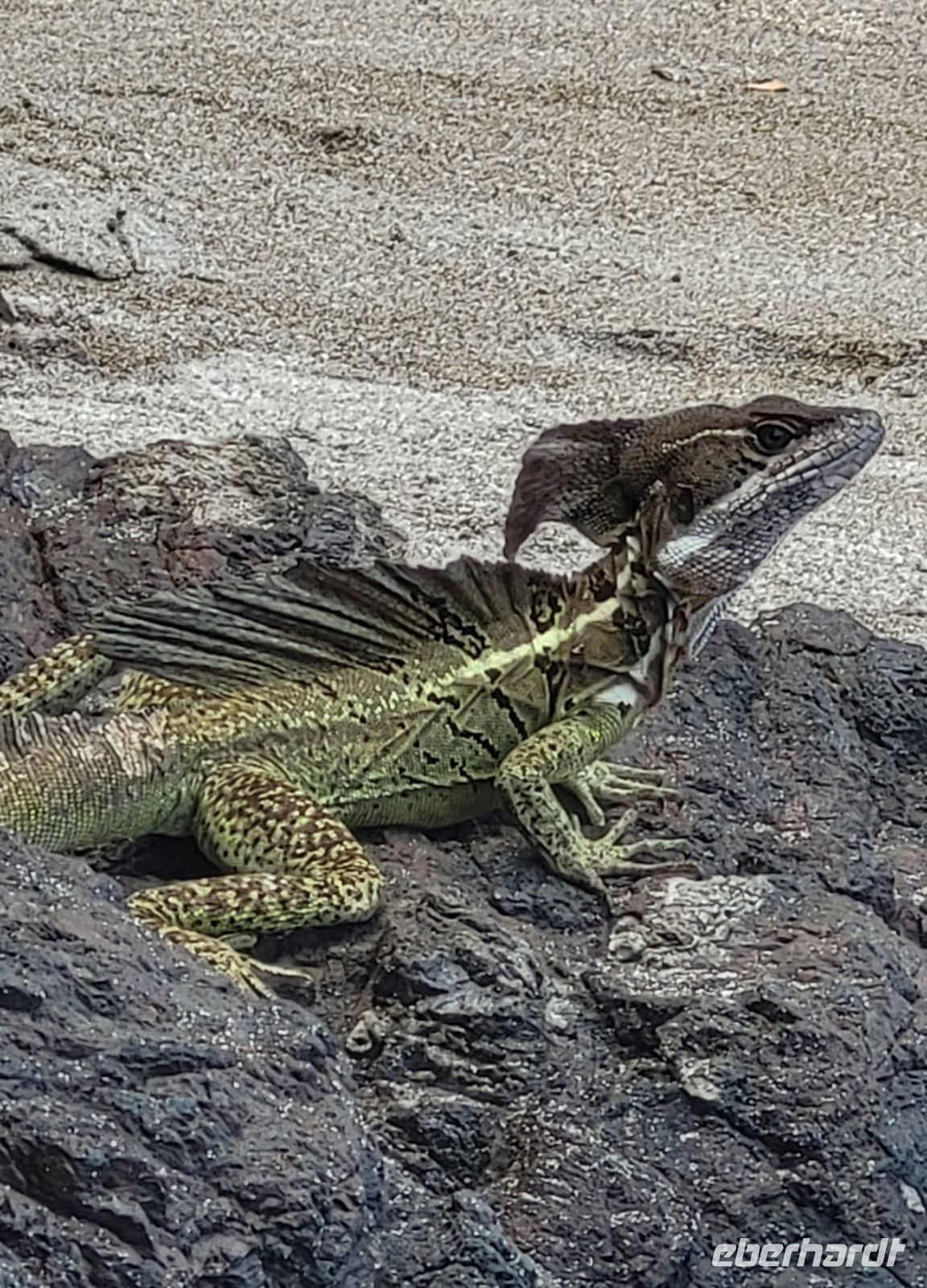 191 Basilisk