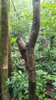 194 – Costa Rica, Corcovado-Nationalpark, Specht