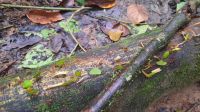 196 – Costa Rica, Corcovado-Nationalpark, Blattschneideameisen