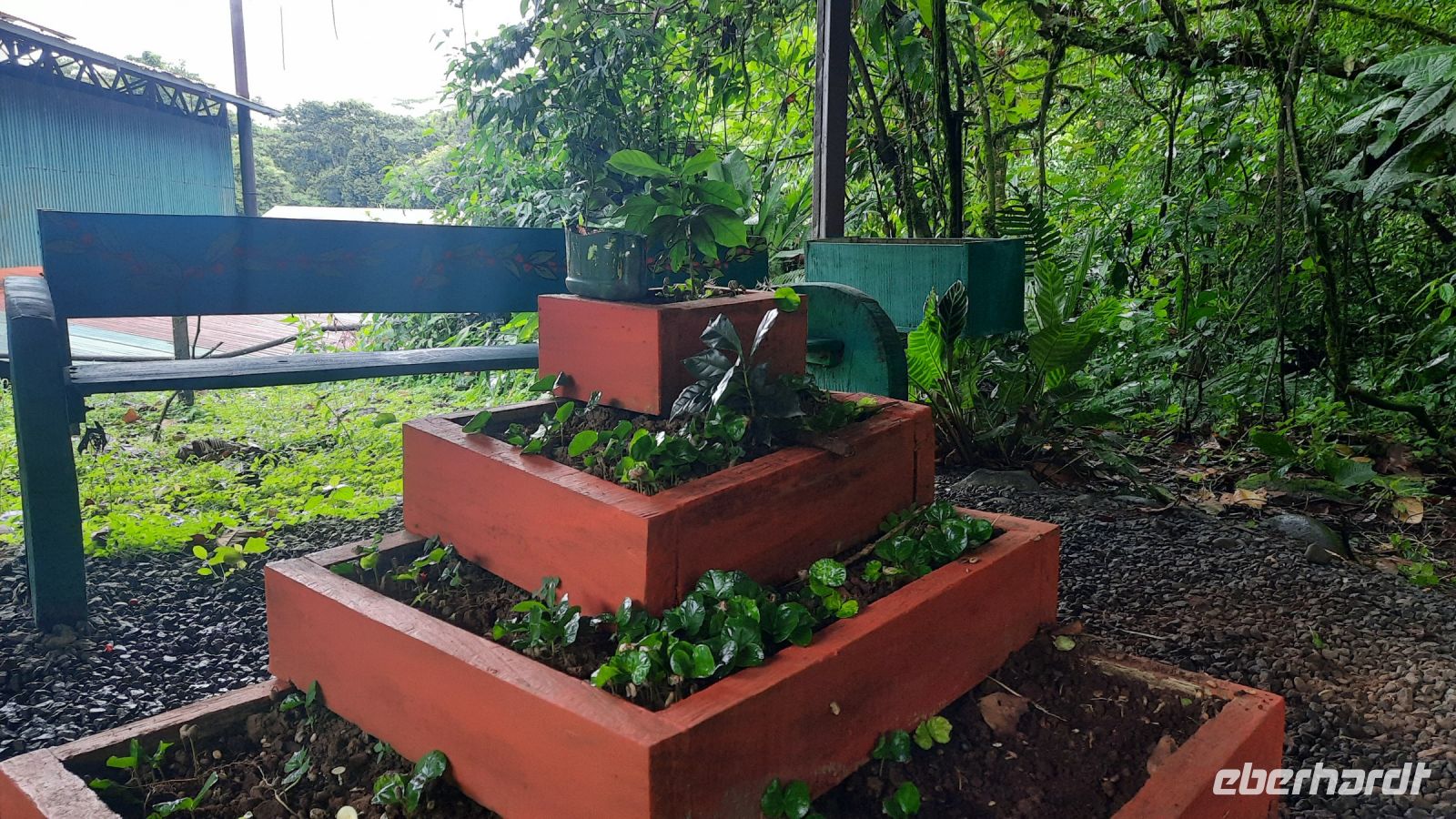 007 – Costa Rica, Kaffeeplantage