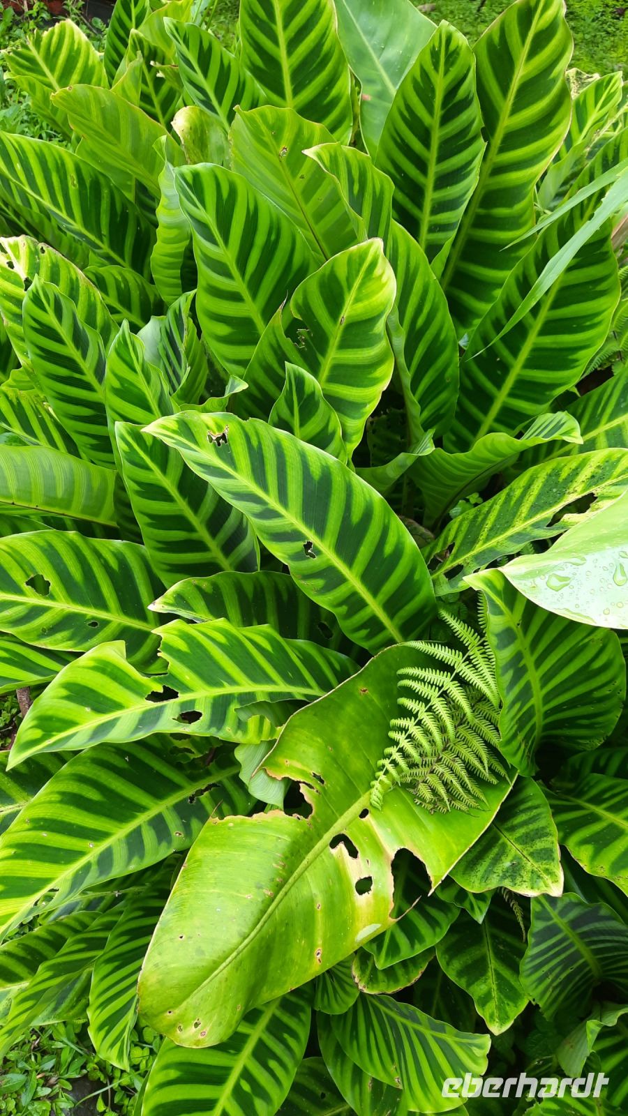 008 – Costa Rica, calathea zebrina