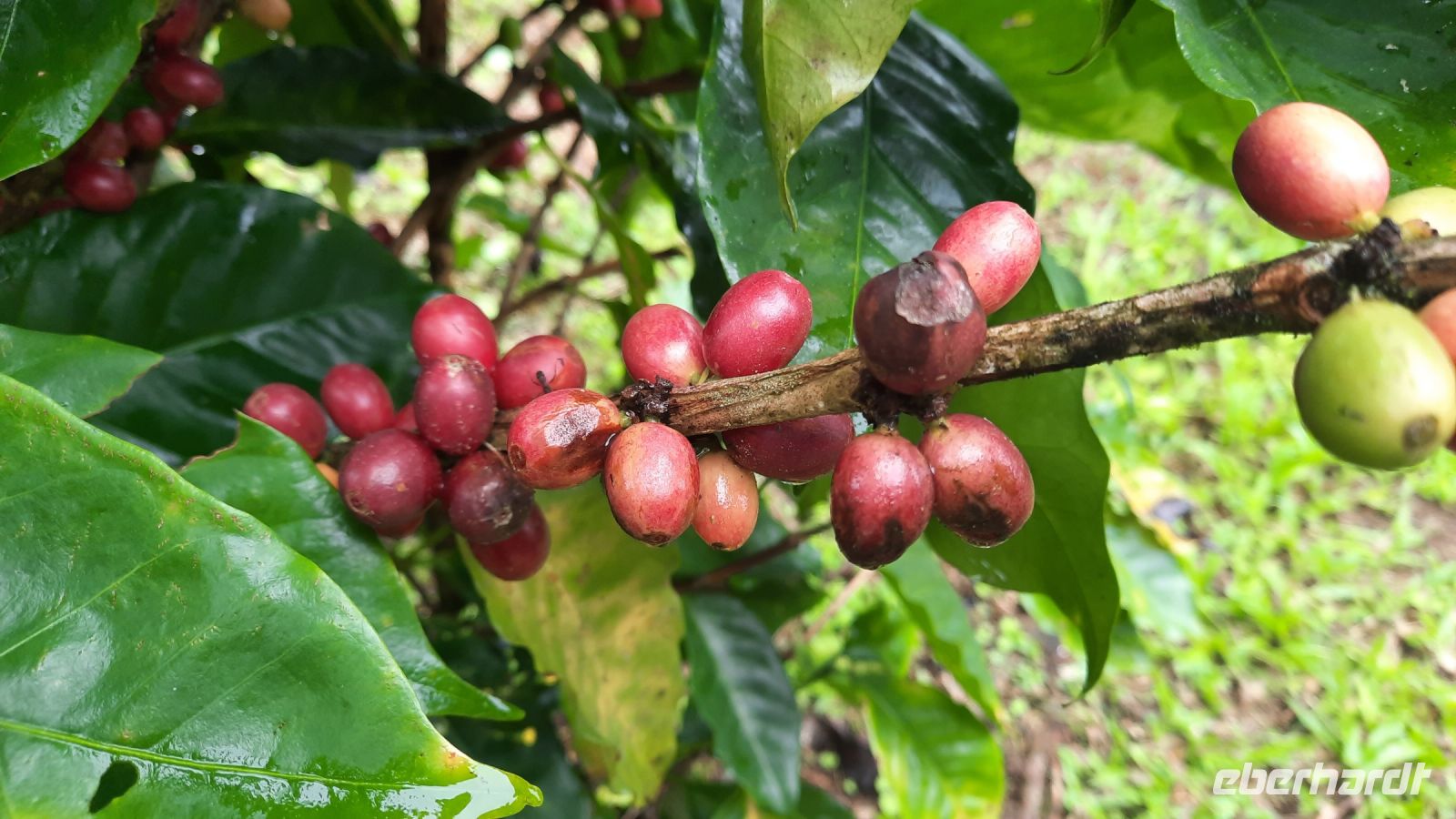 009 – Costa Rica, Kaffeeplantage