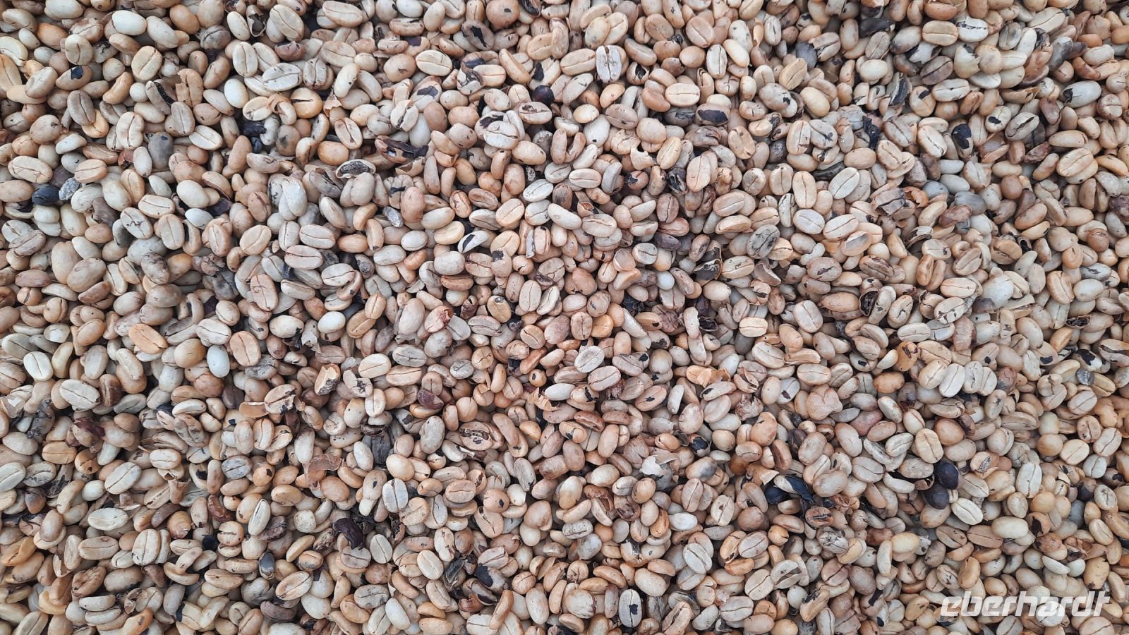 015 – Costa Rica, Kaffeeplantage