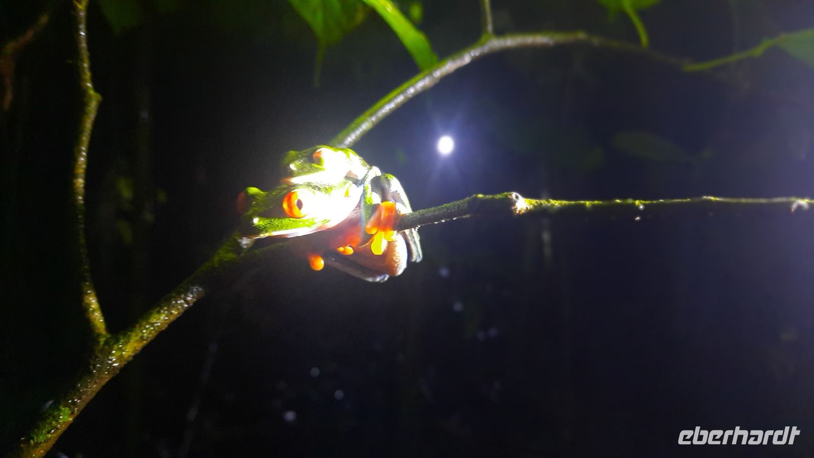 020 – Costa Rica, Rotaugenlaubfrosch