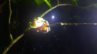 020 – Costa Rica, Rotaugenlaubfrosch