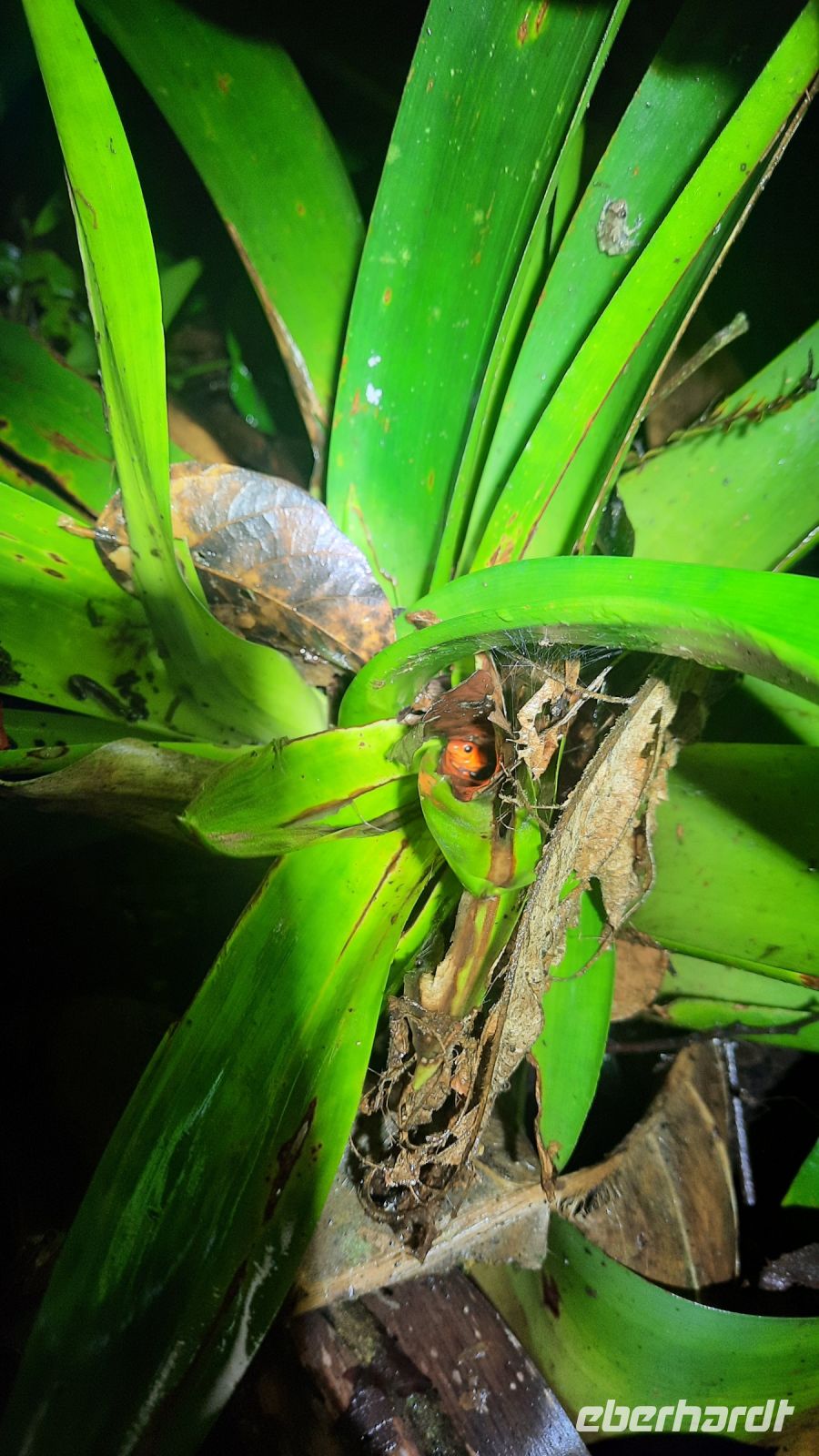 022 – Costa Rica, Pfeilgiftfrosch