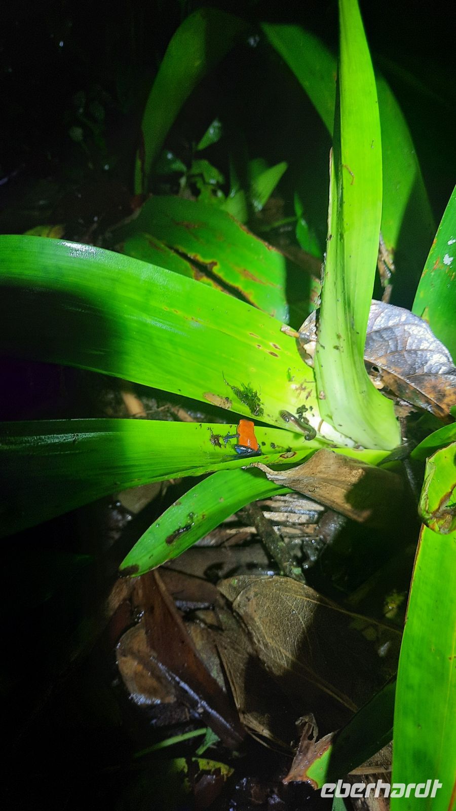 023 – Costa Rica, Pfeilgiftfrosch