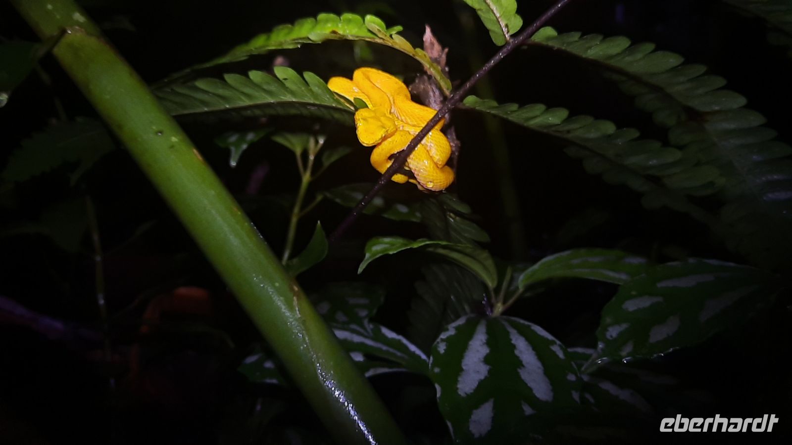 026 – Costa Rica, Gelbe Wimper-Viper