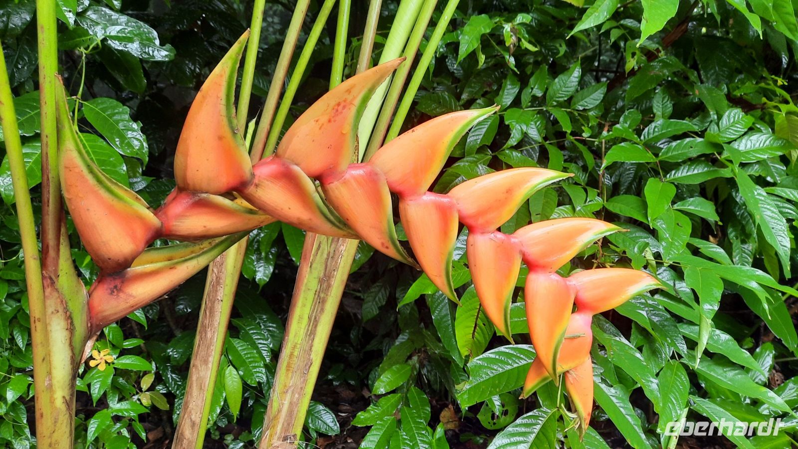 030 – Costa Rica, Heliconia