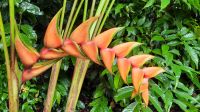 030 – Costa Rica, Heliconia