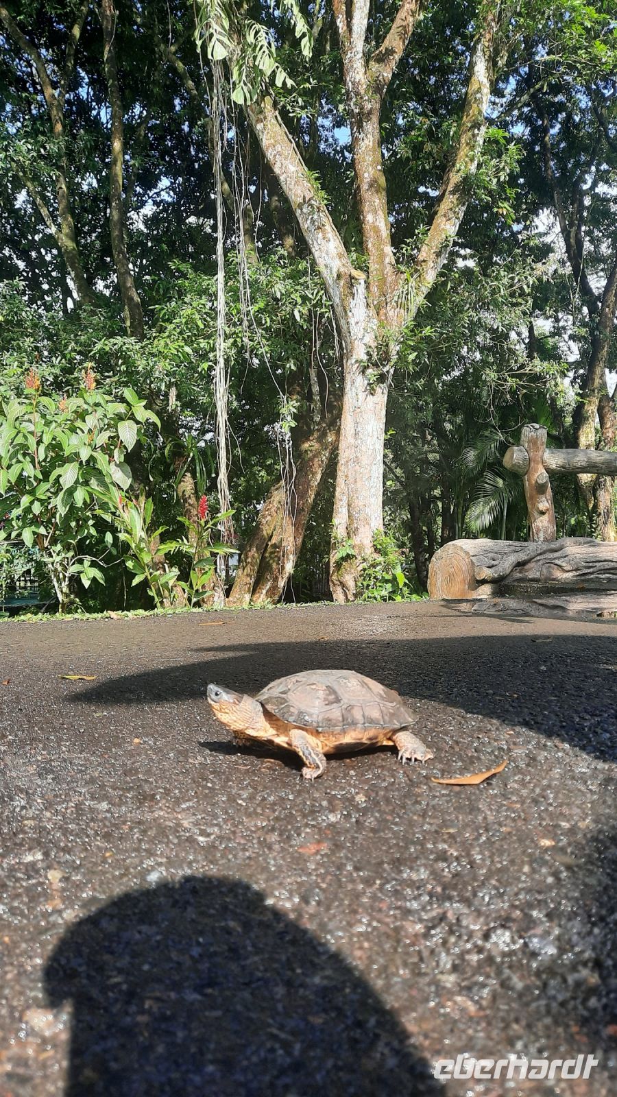 039 – Costa Rica, Schildkröte