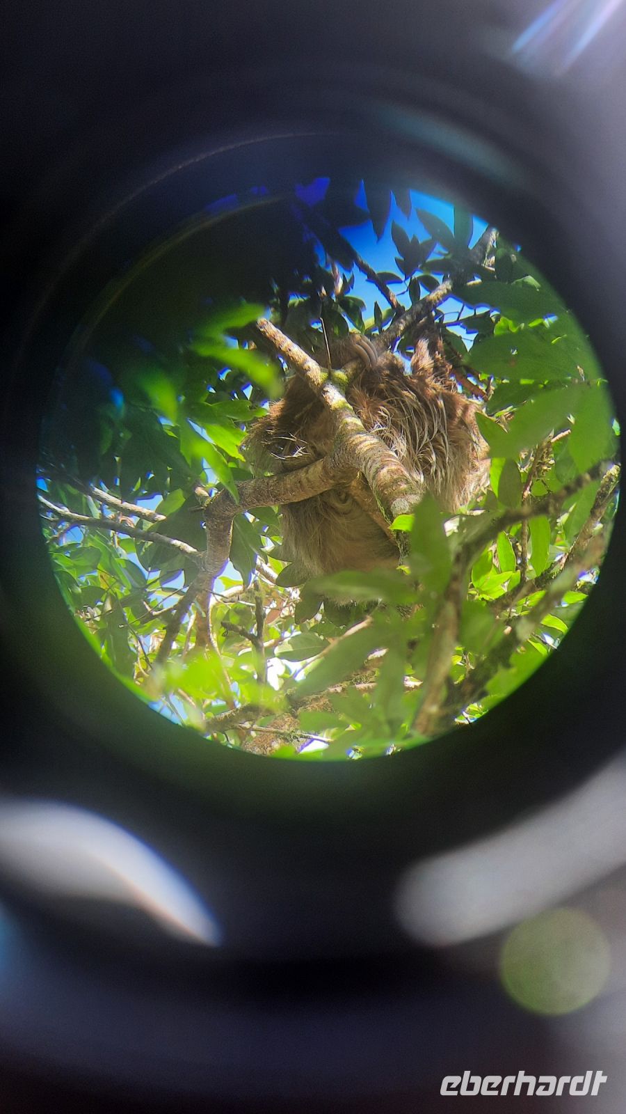 041 – Costa Rica, Faultier