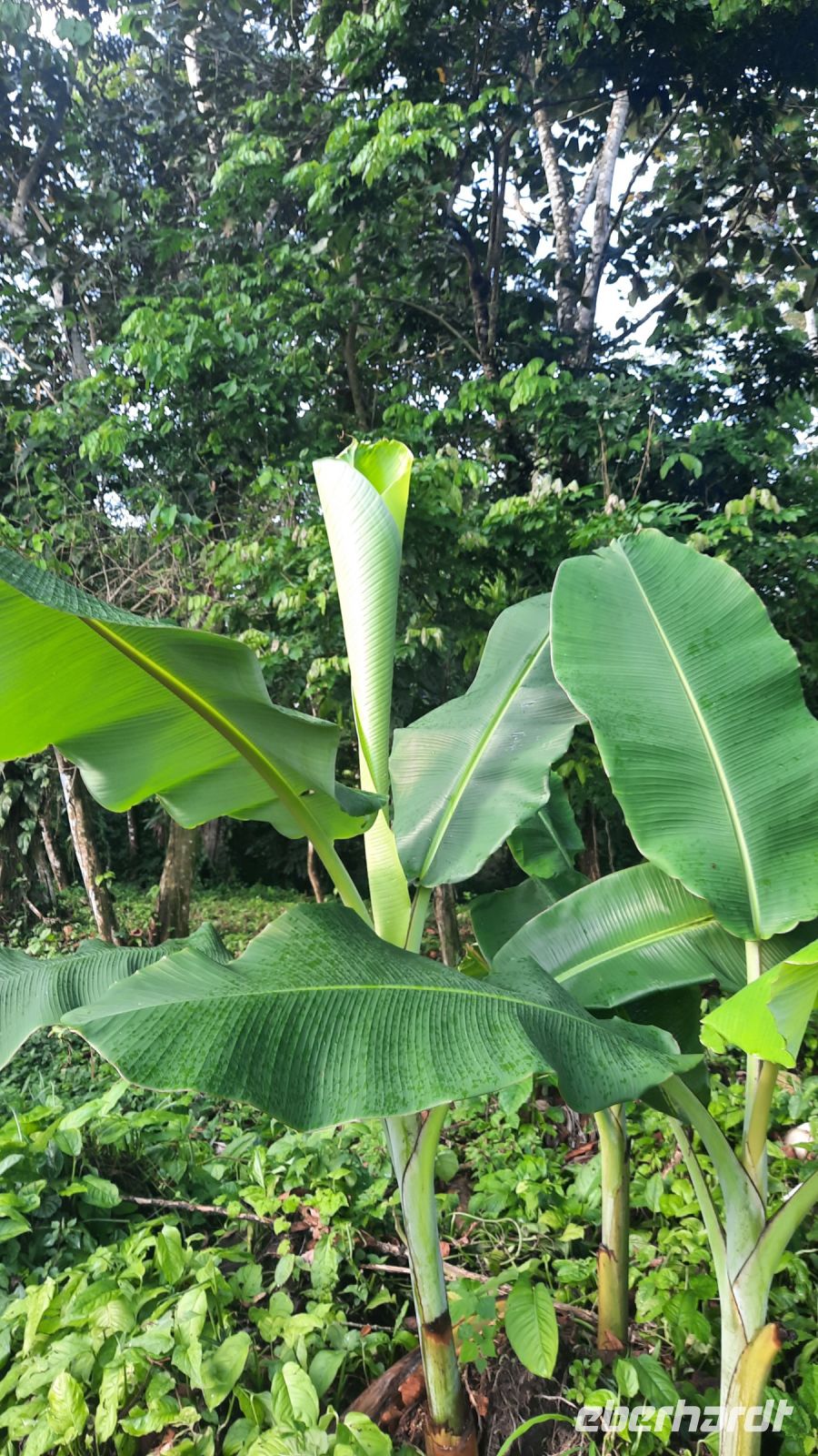 044 – Costa Rica, Bananenbaum