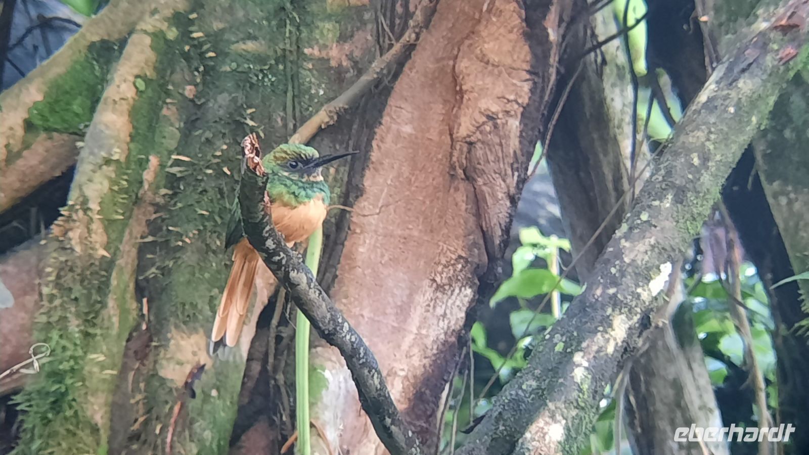 045 – Costa Rica, Kolibri