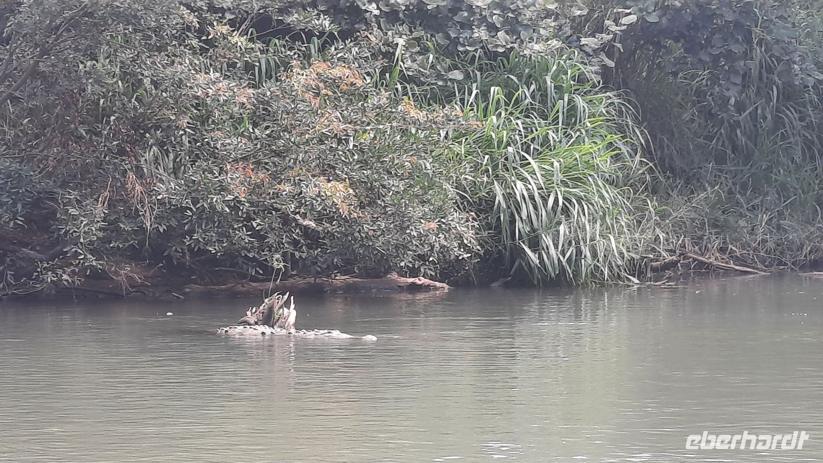 059 – Costa Rica, Krokodil