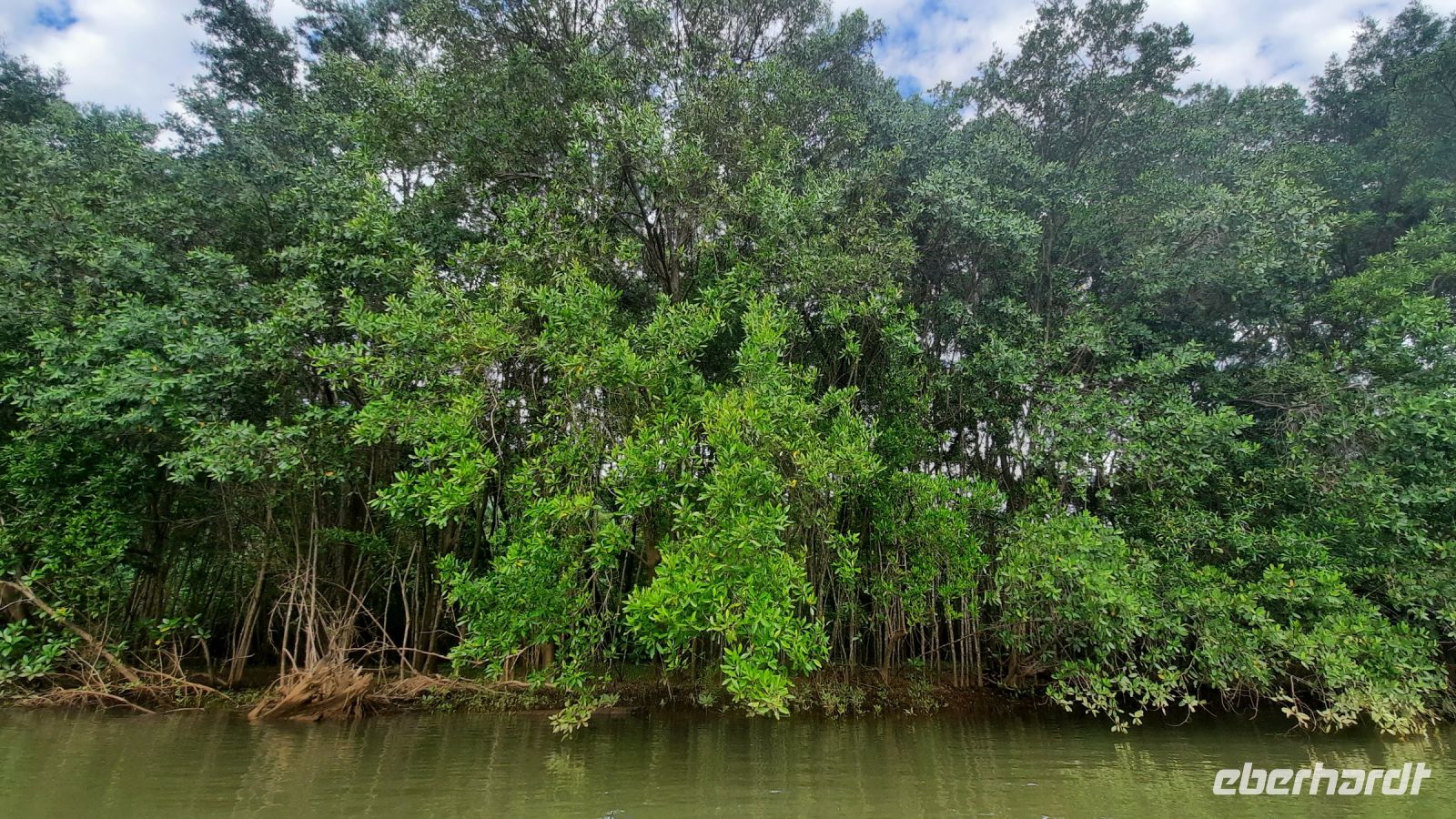 070 – Costa Rica, Ora Fluss, Kajak Tour, Mangroven