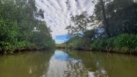 071 – Costa Rica, Ora Fluss, Kajak Tour, Mangroven